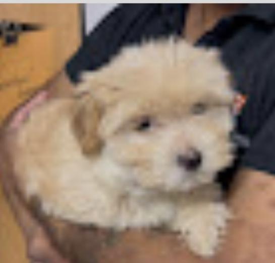 Wickie, Adoptable, Puppy Female Poodle (Toy) & Maltese.
