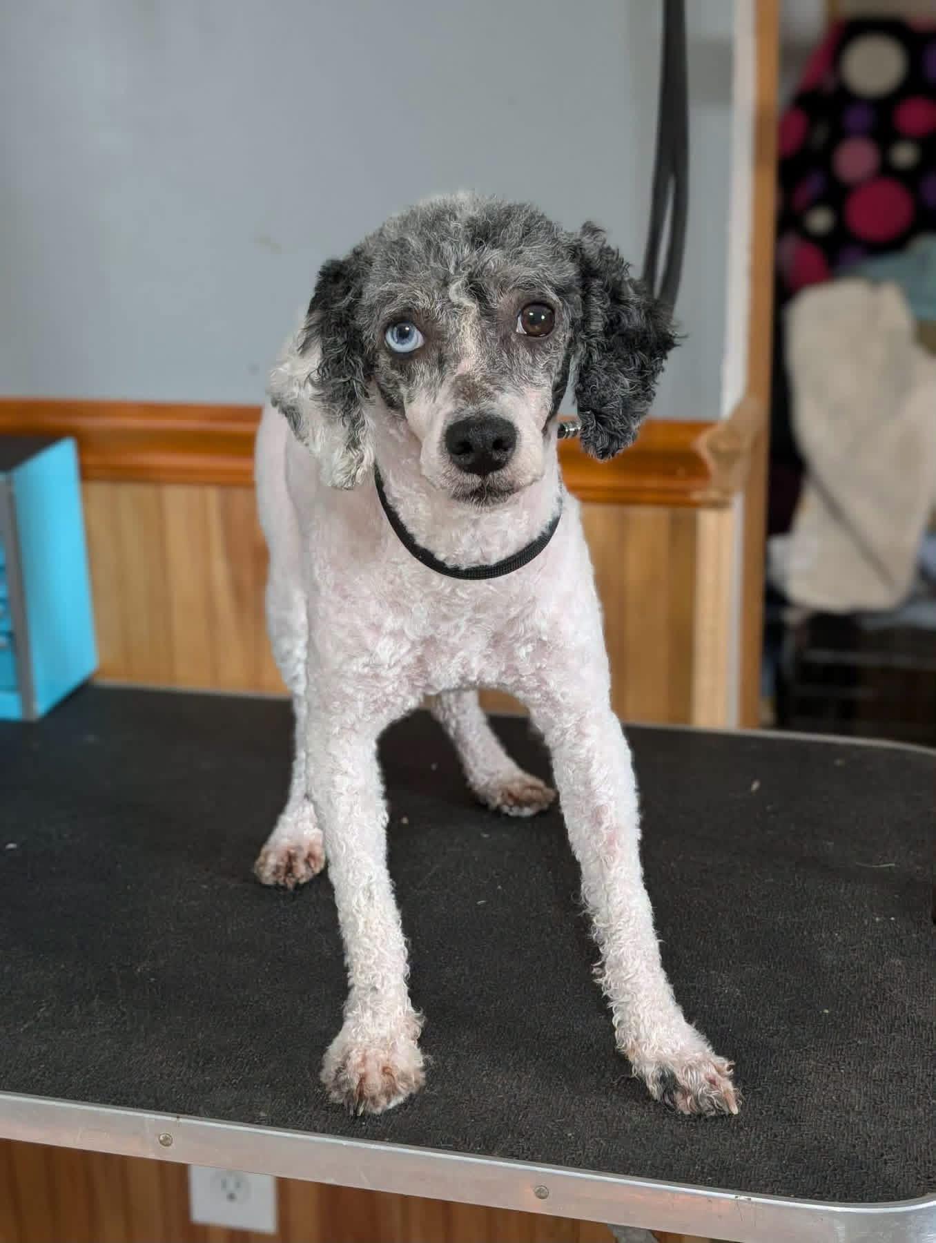 Smudge, Adoptable, Adult Male Miniature Poodle.