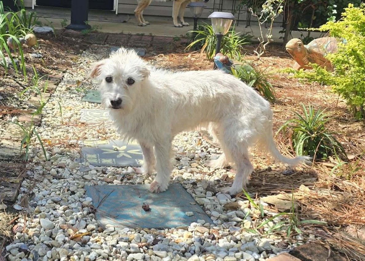 Lainey, Adoptable, Senior Female Terrier.