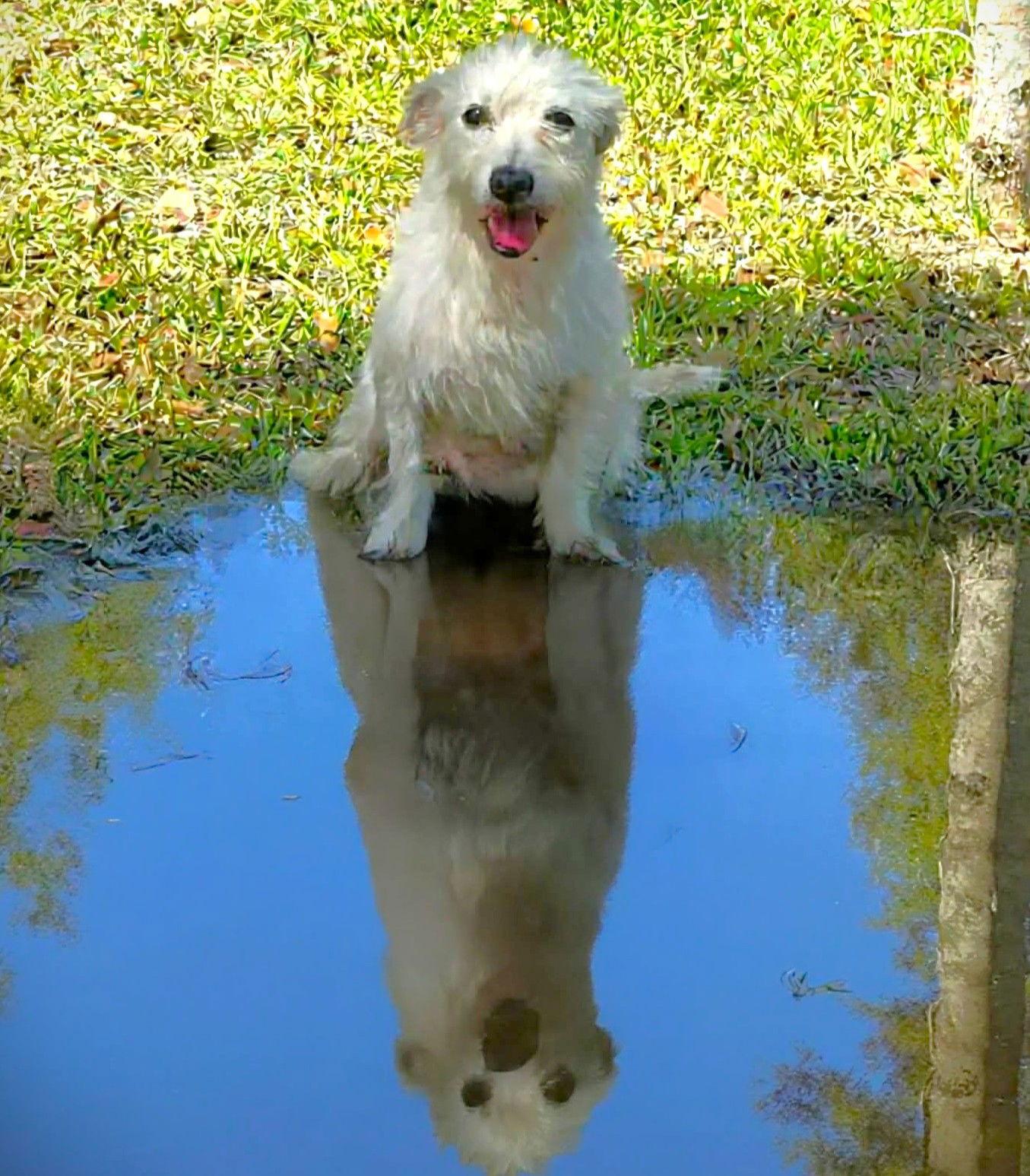 Enlarge Lainey, a Adoptable Terrier in Gulfport, MS image 2/3