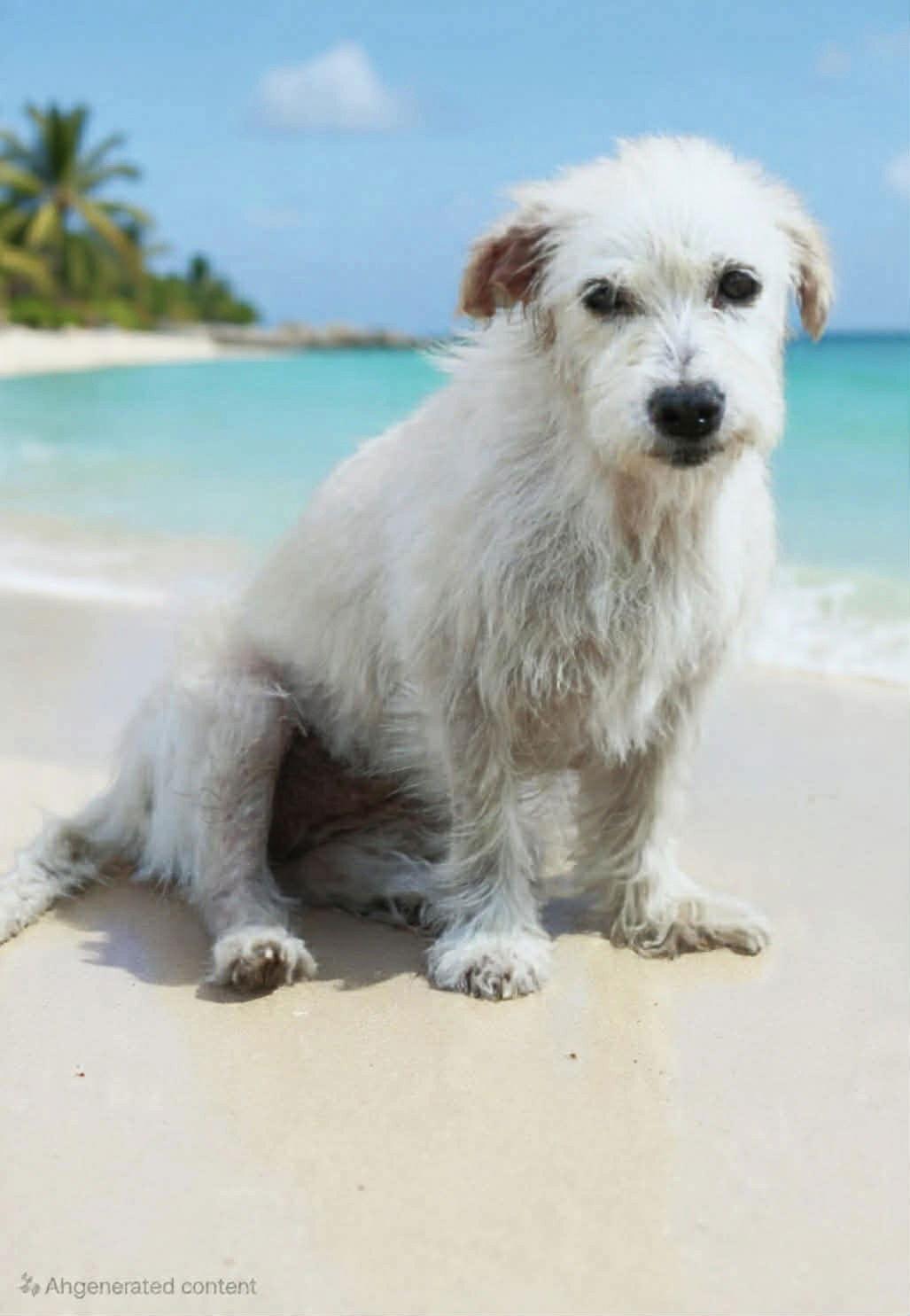 Enlarge Lainey, a Adoptable Terrier in Gulfport, MS image 3/3