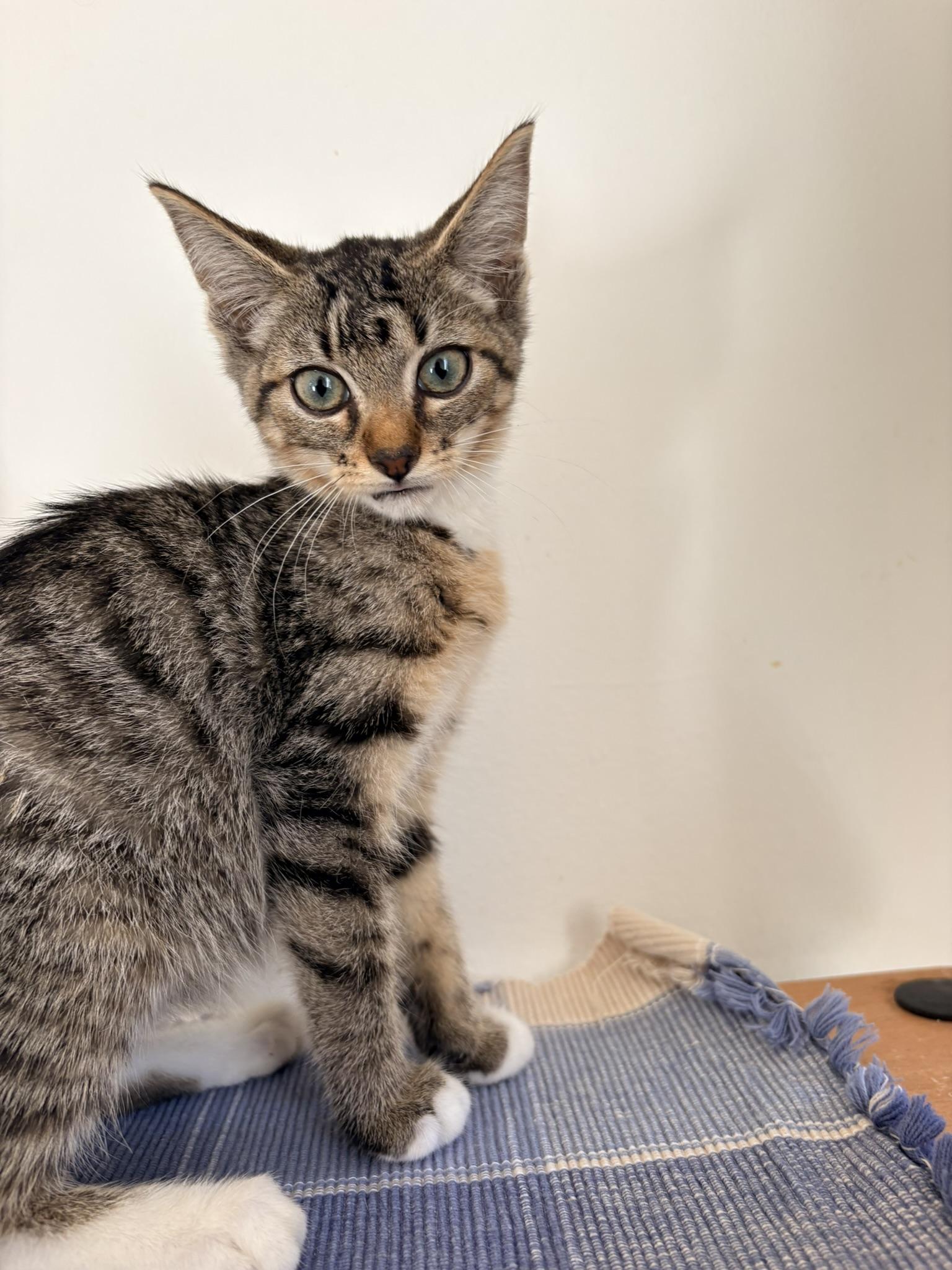 Enlarge Rory, a Adoptable Domestic Short Hair in Kalamazoo, MI image 2/3