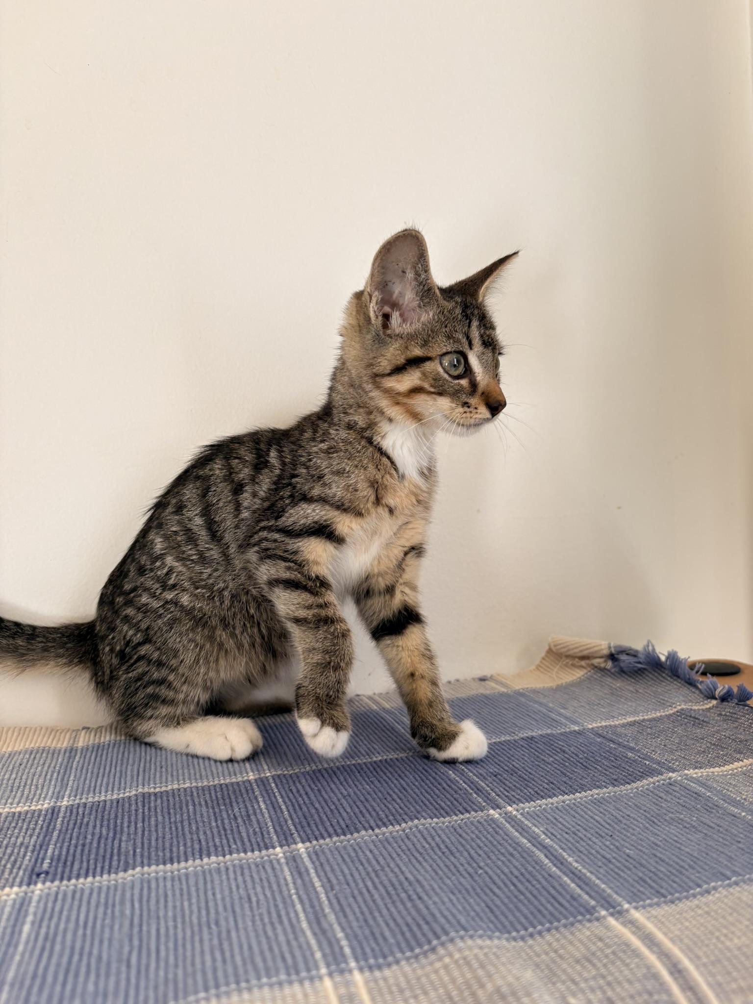 Enlarge Rory, a Adoptable Domestic Short Hair in Kalamazoo, MI image 3/3