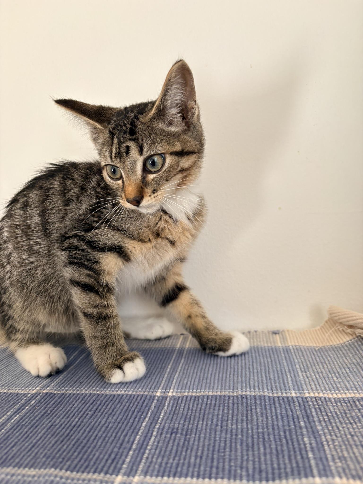 Enlarge Rory, a Adoptable Domestic Short Hair in Kalamazoo, MI image 1/3
