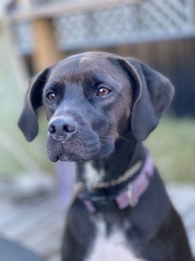 Harley, Adoptable, Adult Female English Pointer & Labrador Retriever.