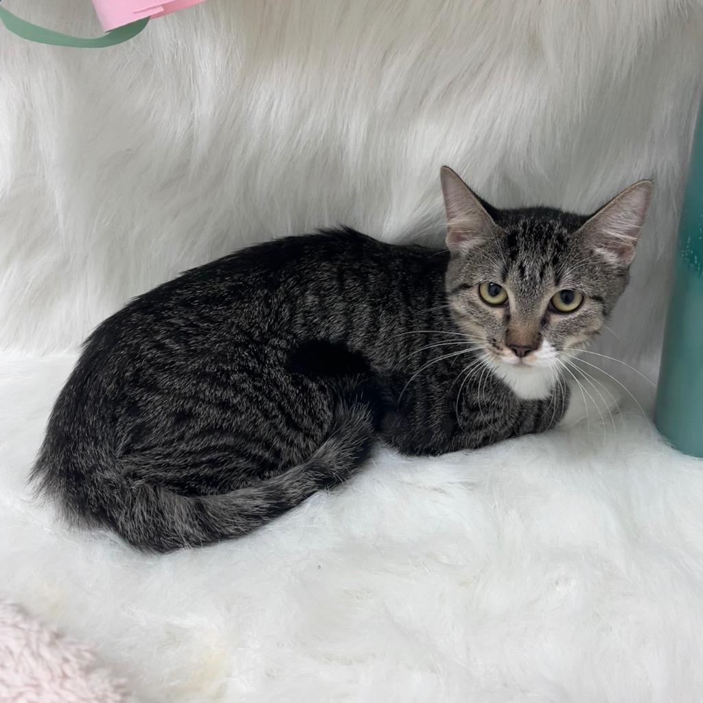 Poppy, Adoptable, Kitten Female Domestic Short Hair.