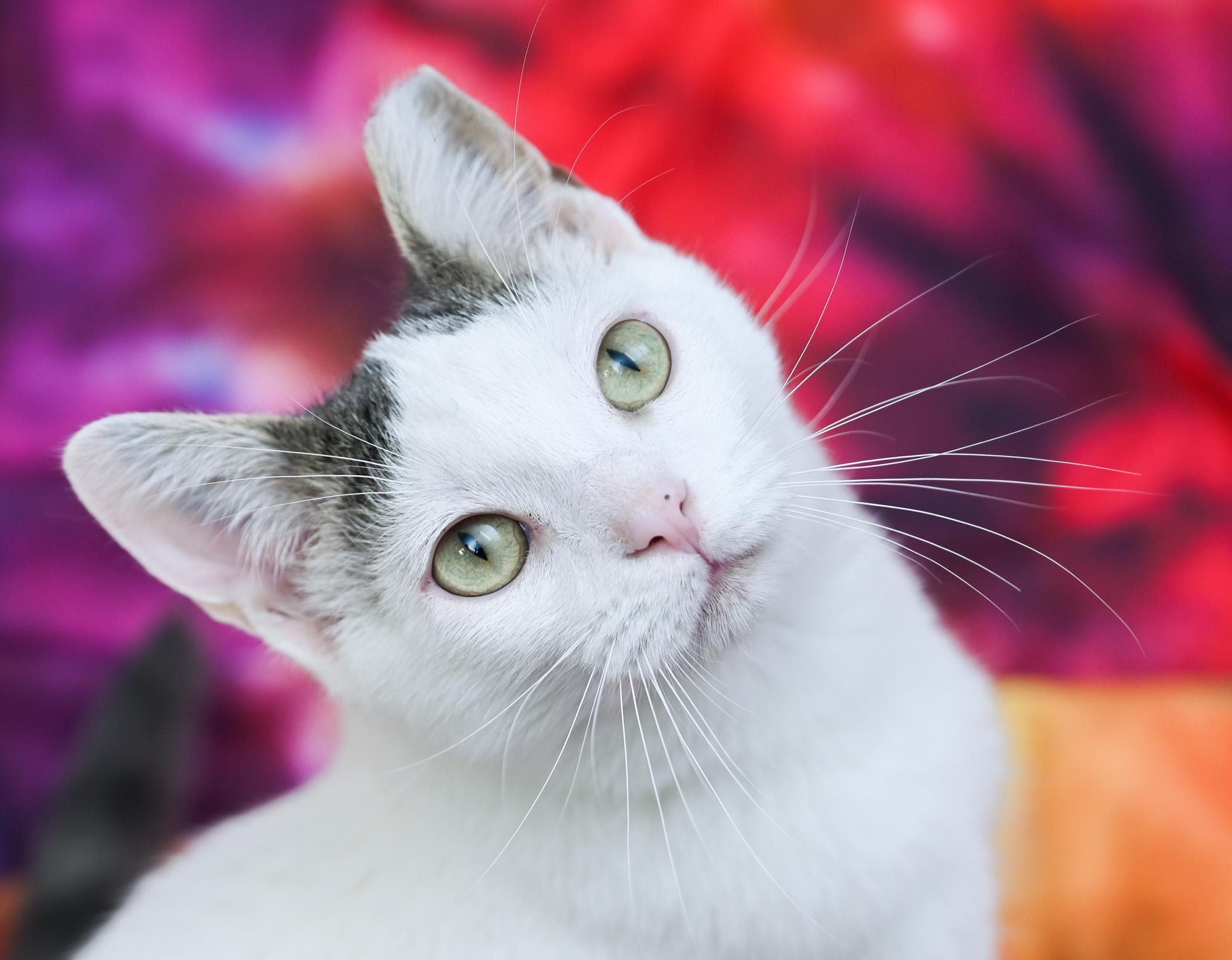 Pillsbury, Adoptable, Young Male Domestic Short Hair.