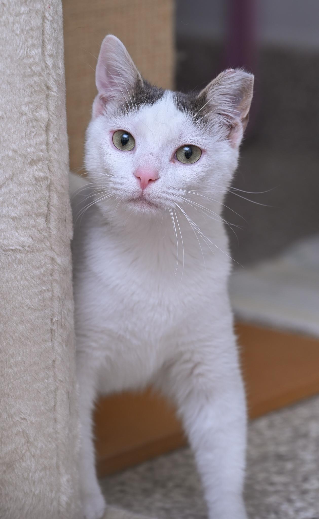 Pillsbury, a Adoptable mixed breed in Chattanooga, TN image 2/6