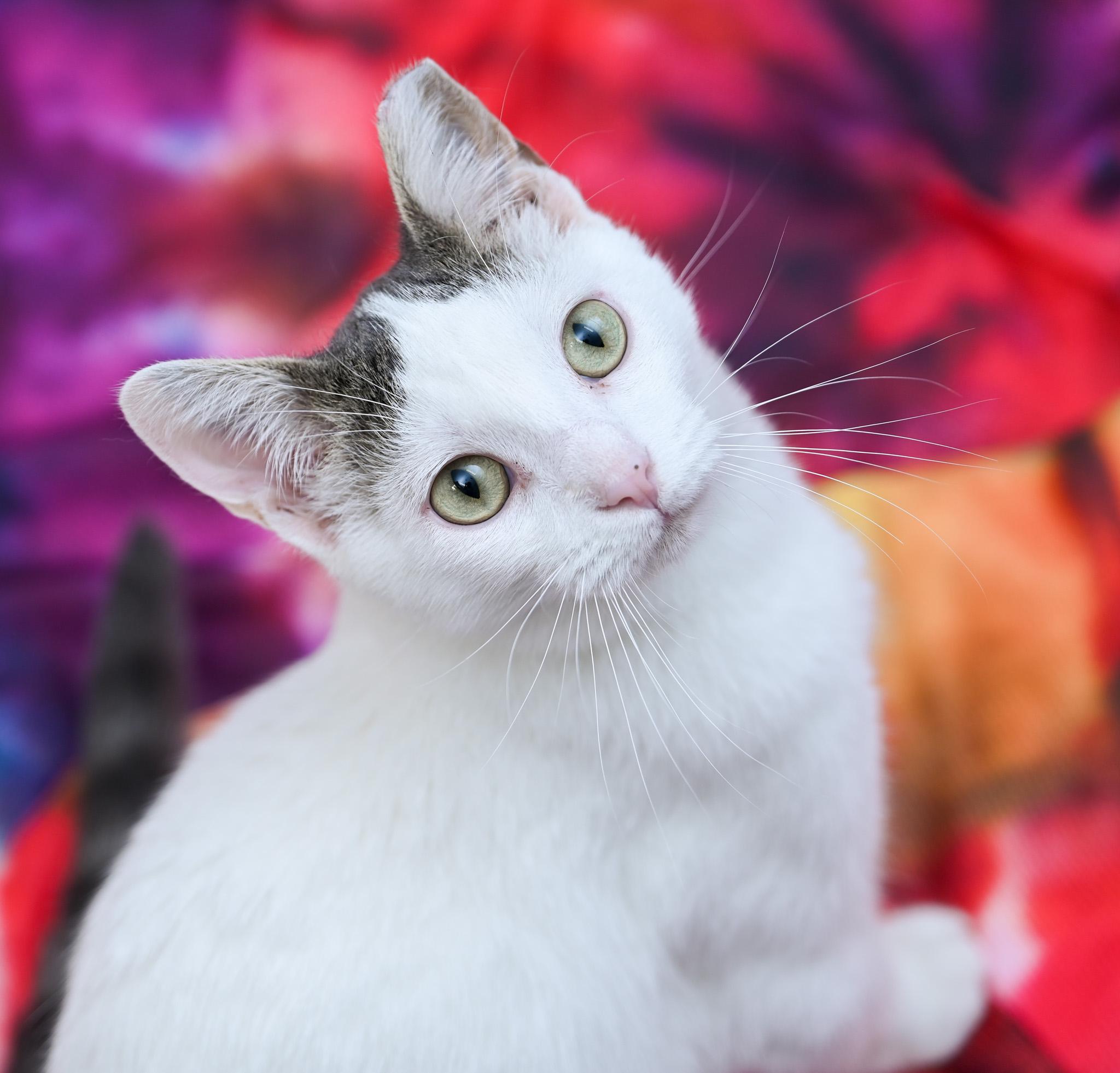 Pillsbury, a Adoptable mixed breed in Chattanooga, TN image 3/6