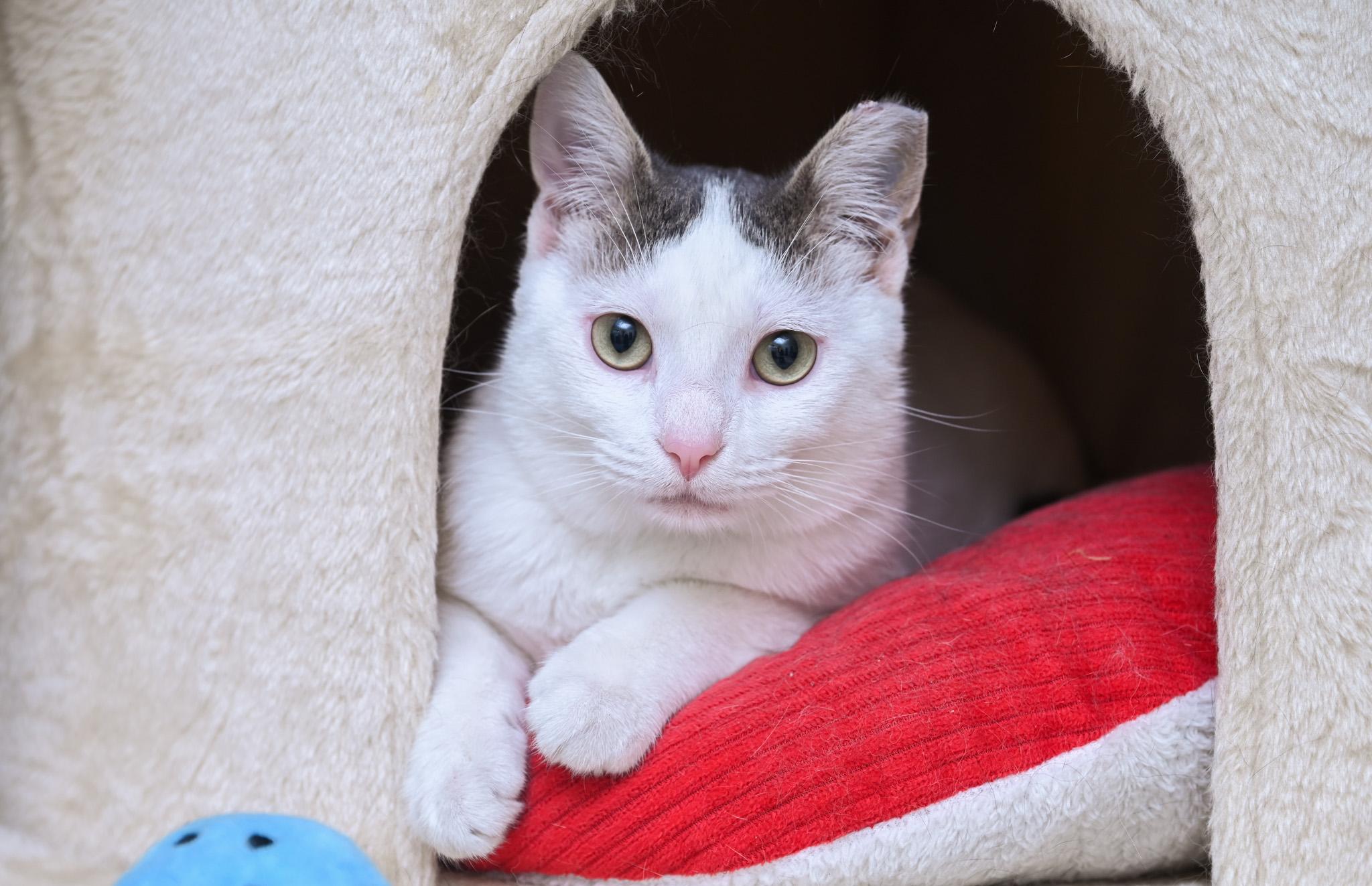 Pillsbury, a Adoptable mixed breed in Chattanooga, TN image 4/6