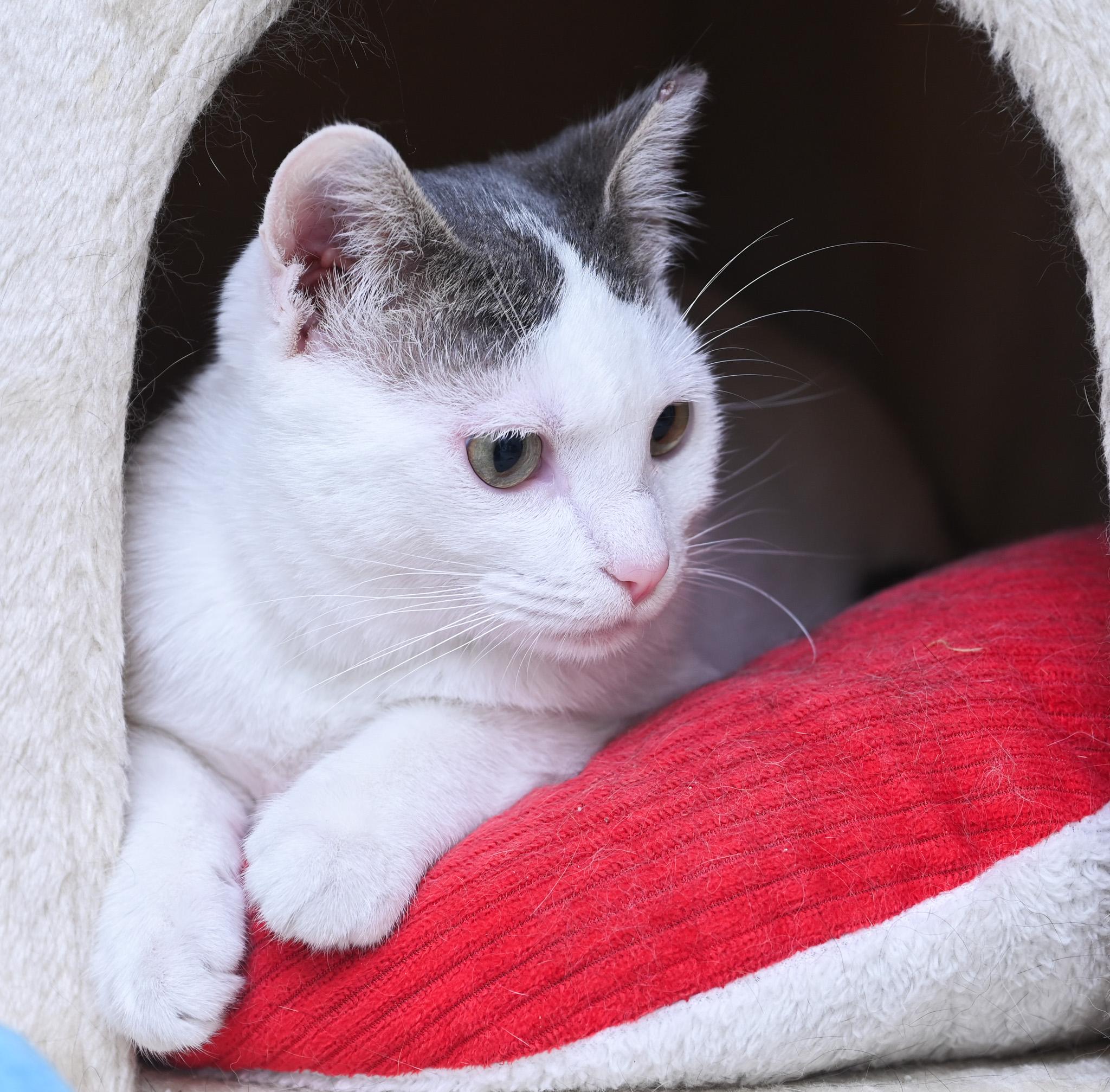 Pillsbury, a Adoptable mixed breed in Chattanooga, TN image 5/6