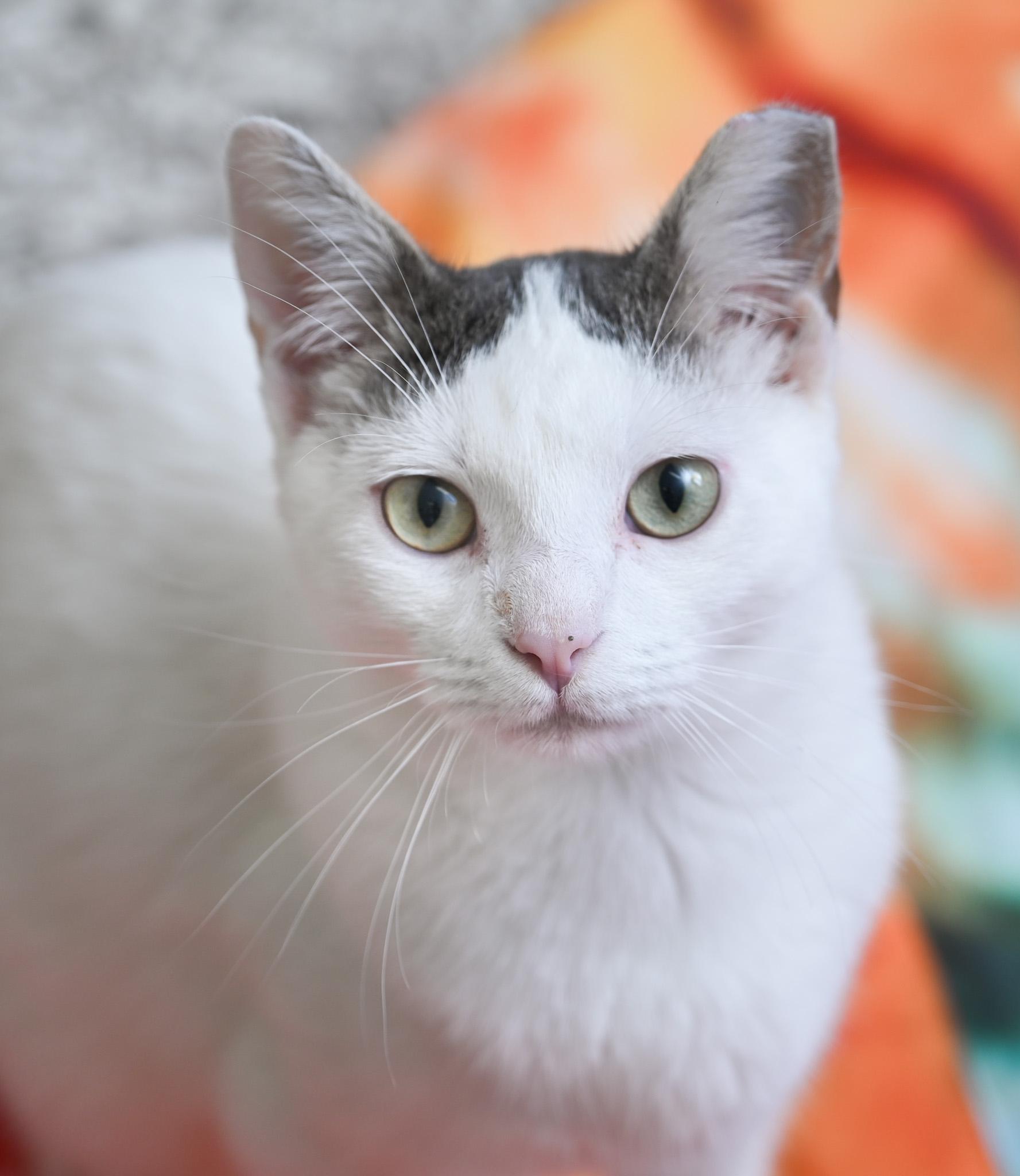 Pillsbury, a Adoptable mixed breed in Chattanooga, TN image 6/6