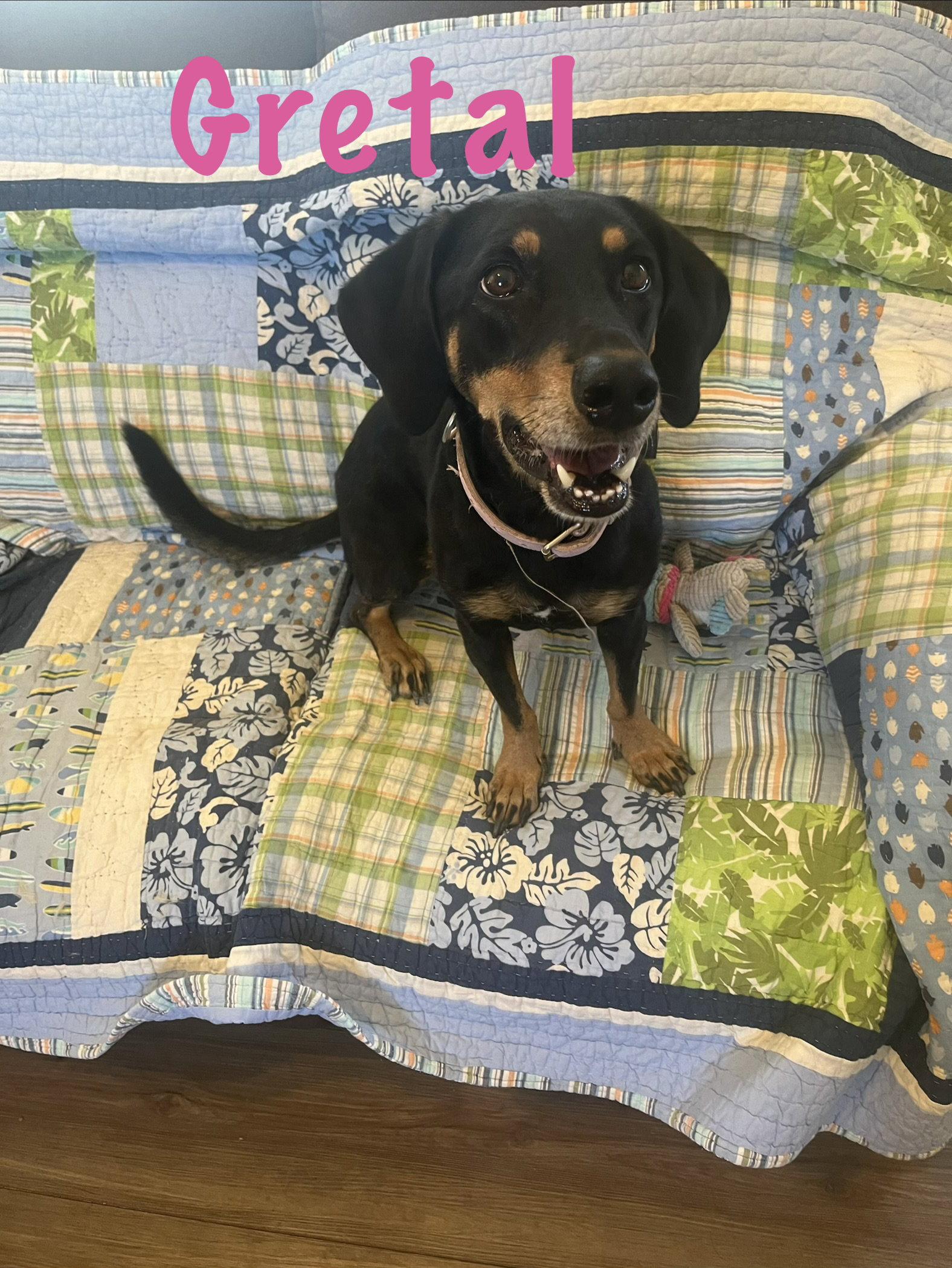 Gretel, Adoptable, Young Female Basset Hound & Dachshund.