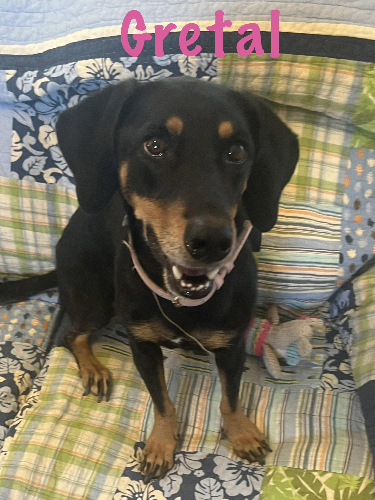 Enlarge Gretel, a Adoptable mixed breed in Pipe Creek, TX image 2/3