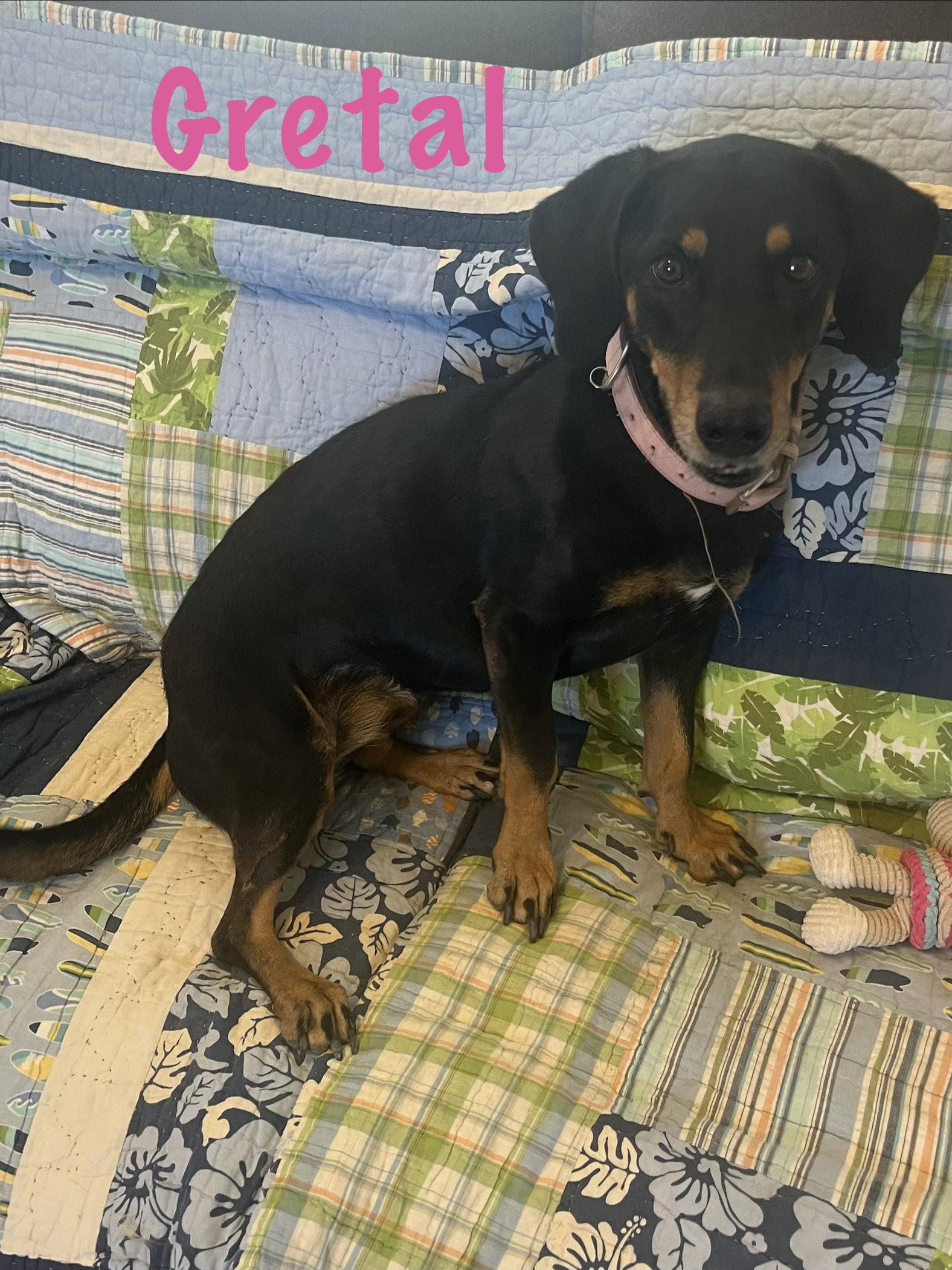 Enlarge Gretel, a Adoptable mixed breed in Pipe Creek, TX image 3/3