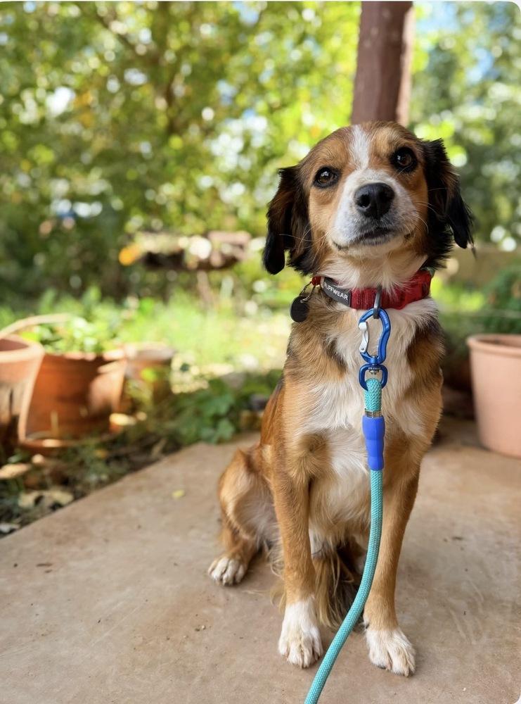 Hooper, Adoptable, Puppy Male Australian Shepherd & Cocker Spaniel.