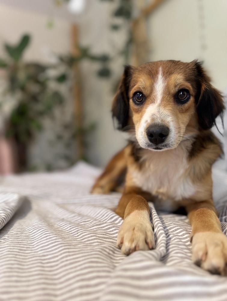 Enlarge Hooper, a Adoptable mixed breed in Tucson, AZ image 2/3