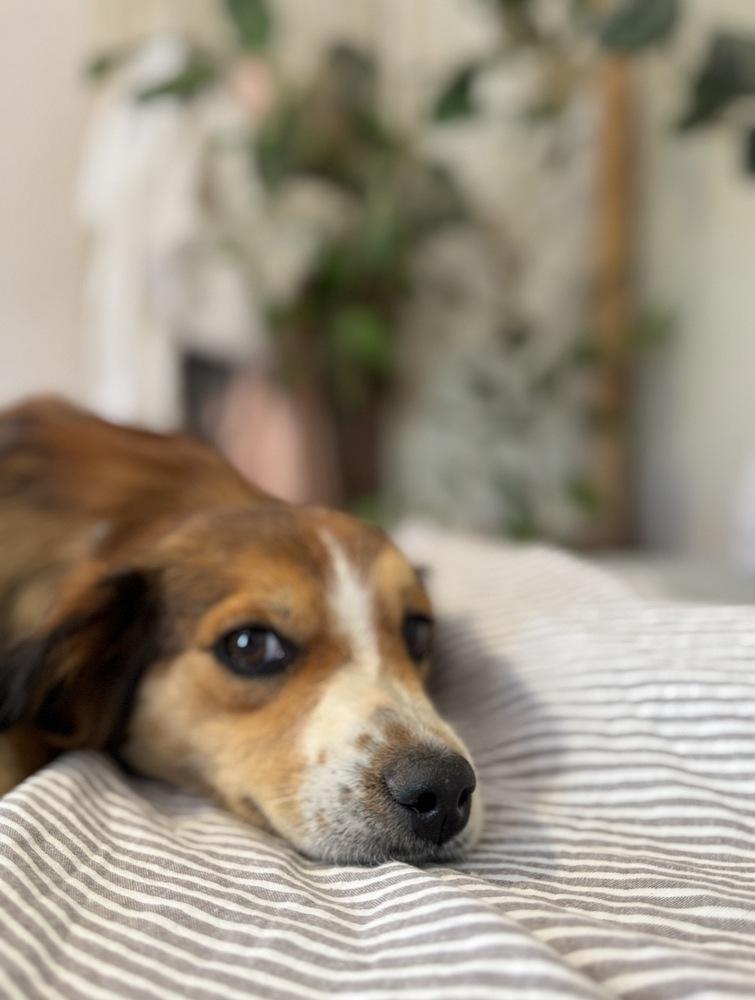Enlarge Hooper, a Adoptable mixed breed in Tucson, AZ image 3/3