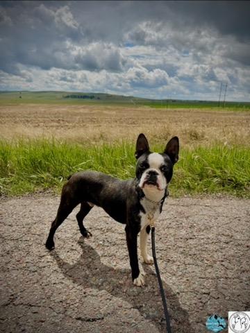 Fred, a ADOPTABLE Boston Terrier in Polson, MT image 4/4