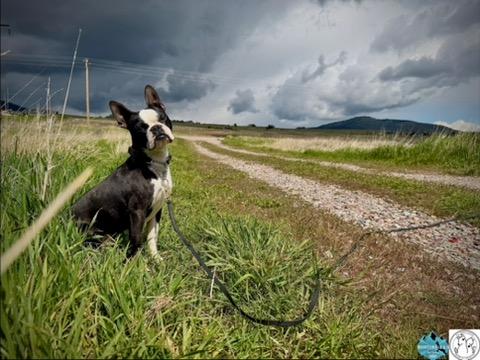 Fred, a ADOPTABLE Boston Terrier in Polson, MT image 2/4