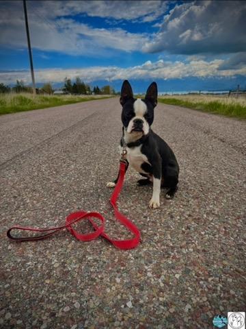Fred, a ADOPTABLE Boston Terrier in Polson, MT image 3/4
