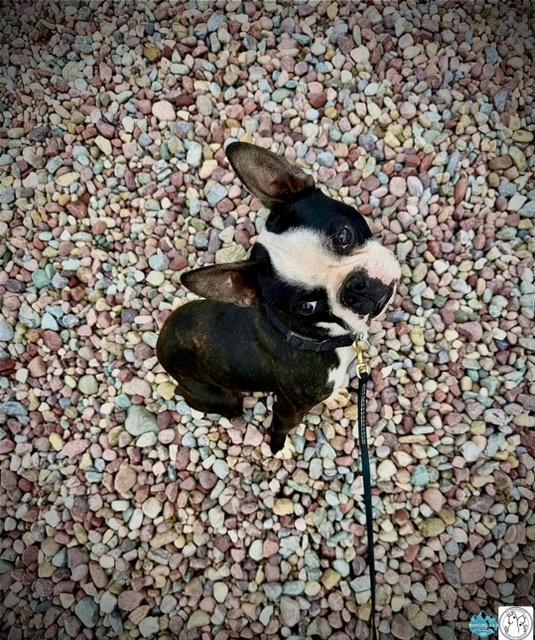 Fred, ADOPTABLE, Young Male Boston Terrier.