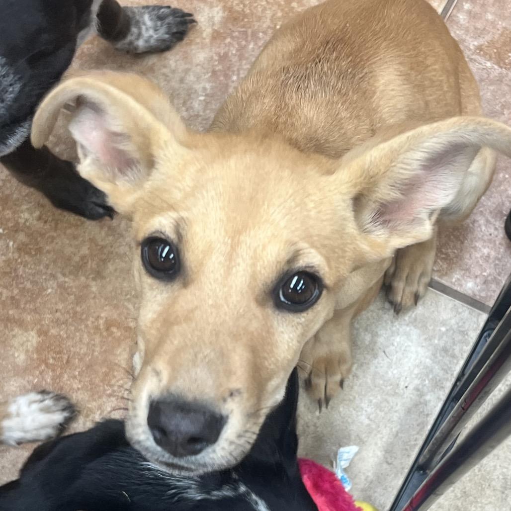 Enlarge FWT Lady, a Adoptable mixed breed in Midland, TX image 1/1