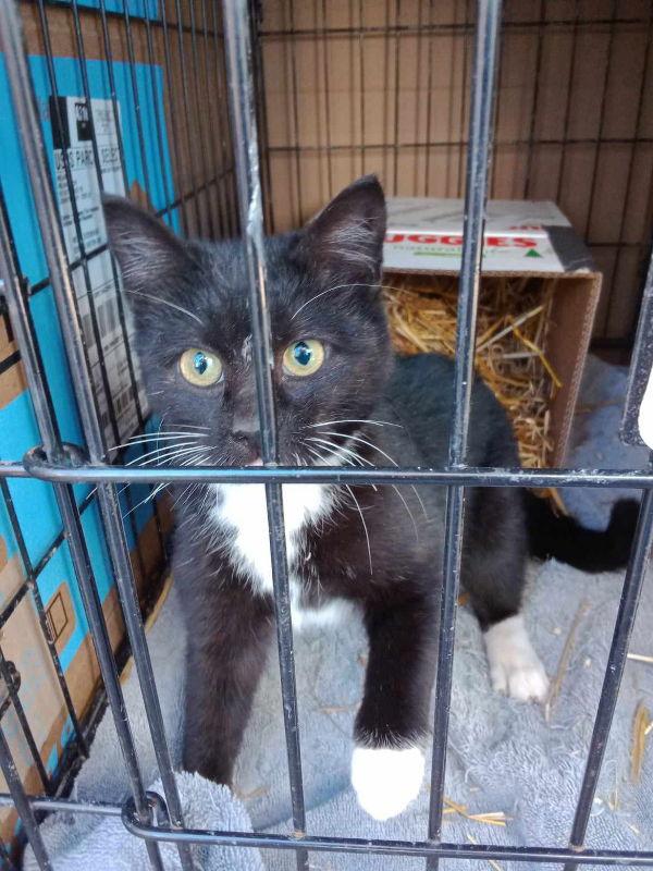 Buttons Tuxedo, Adoptable, Young Male Tuxedo & Domestic Short Hair.