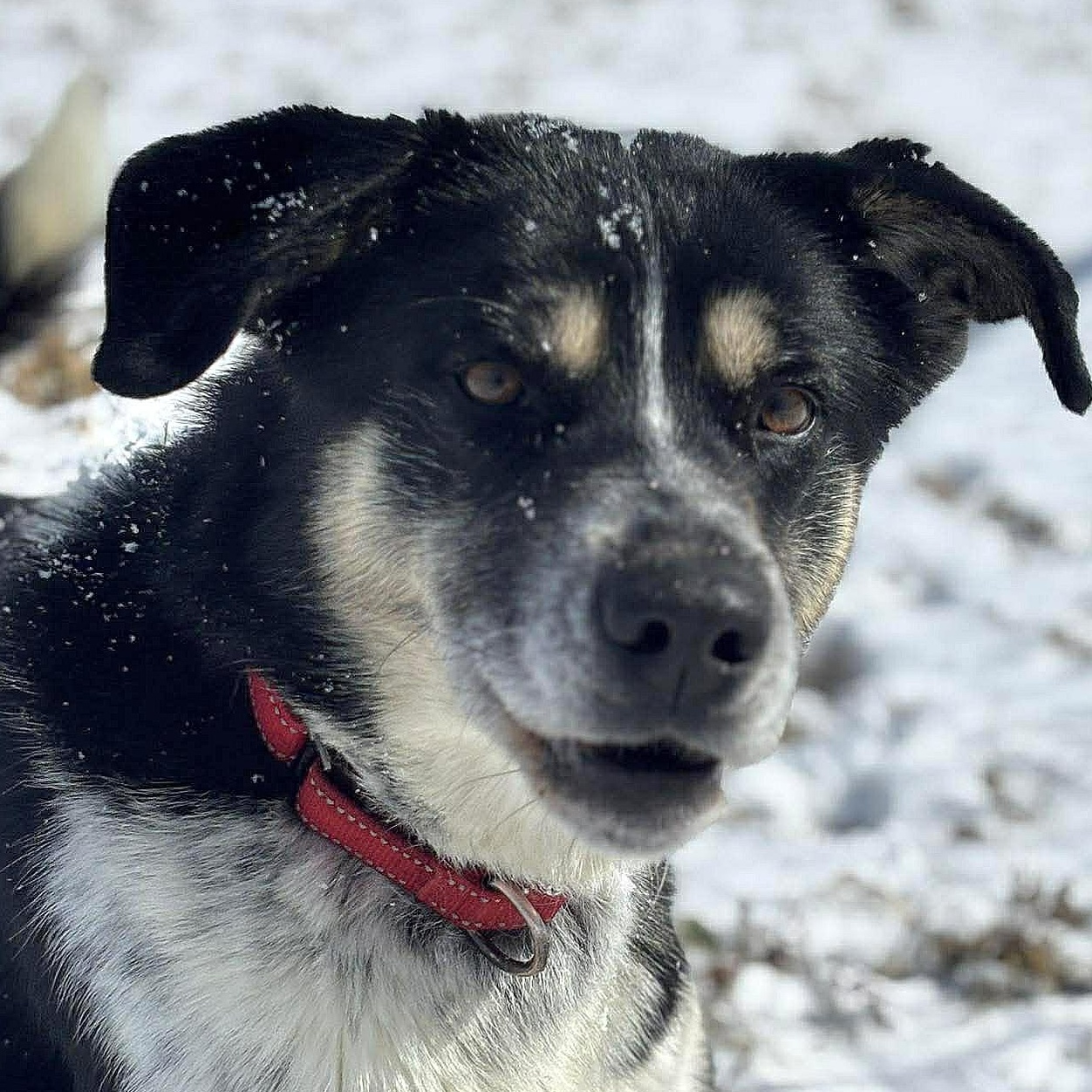 Uriah, ADOPTABLE, Young Male Mixed Breed.