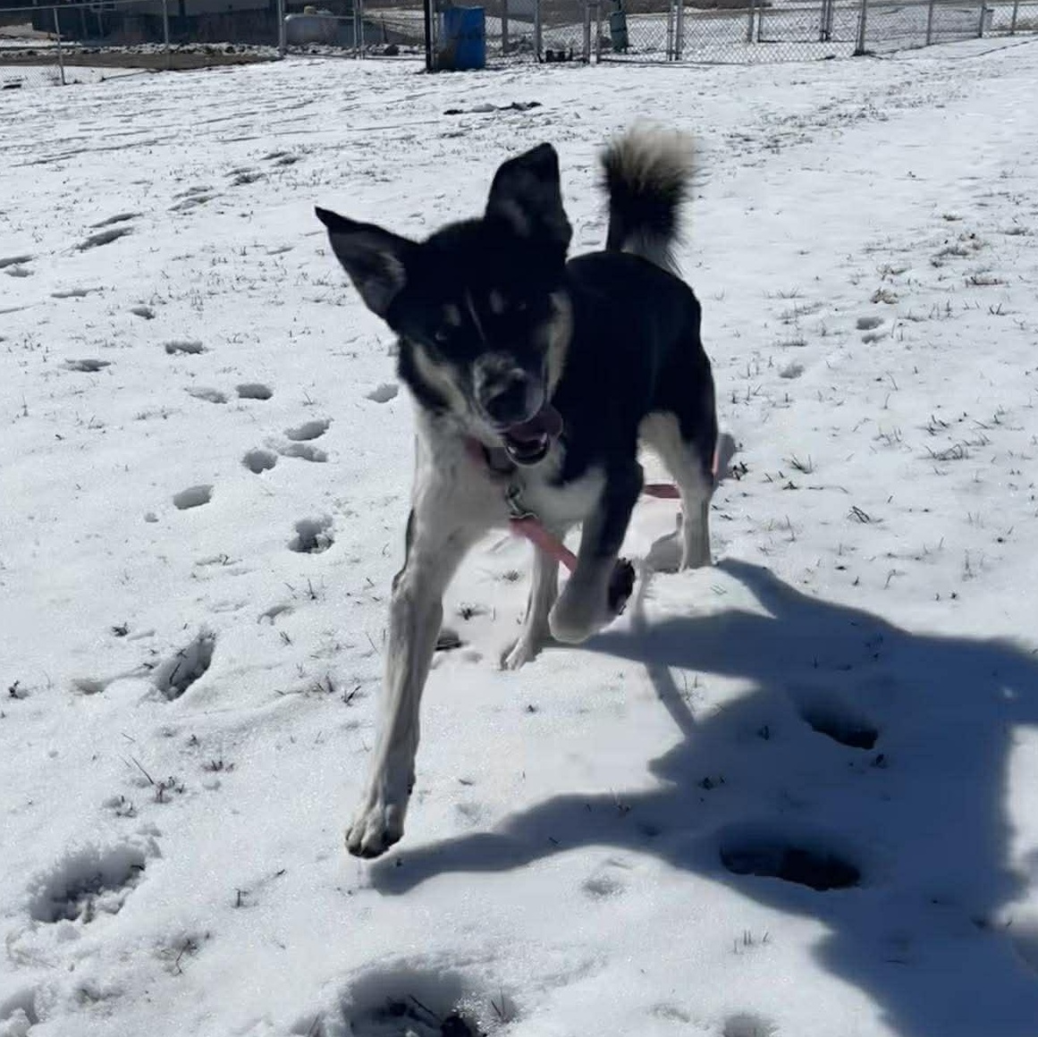 Enlarge Uriah, a ADOPTABLE Mixed Breed in Tioga, PA image 5/6