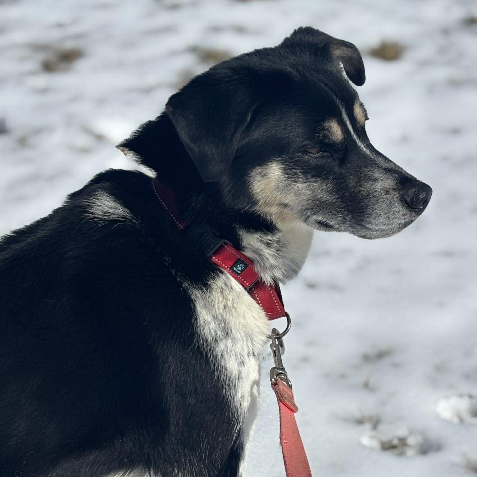 Enlarge Uriah, a ADOPTABLE Mixed Breed in Tioga, PA image 2/6