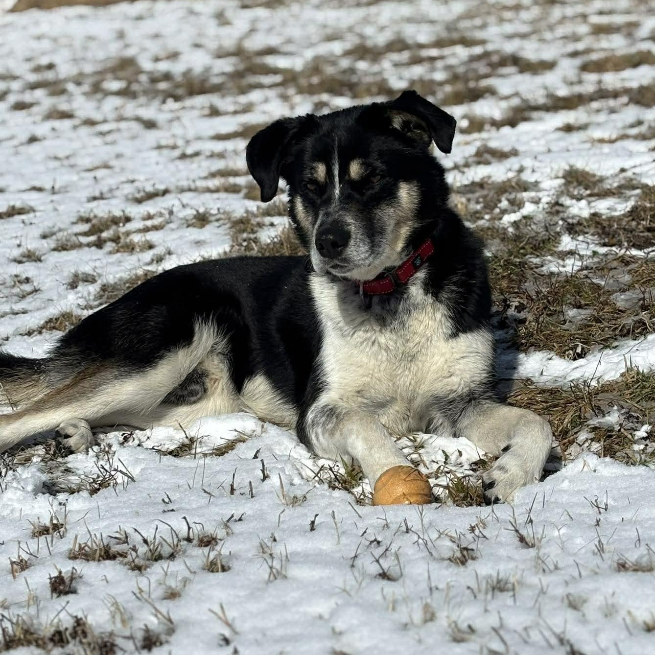 Enlarge Uriah, a ADOPTABLE Mixed Breed in Tioga, PA image 4/6