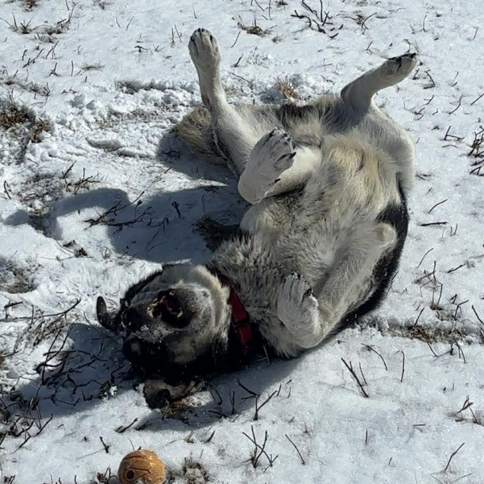 Enlarge Uriah, a ADOPTABLE Mixed Breed in Tioga, PA image 3/6