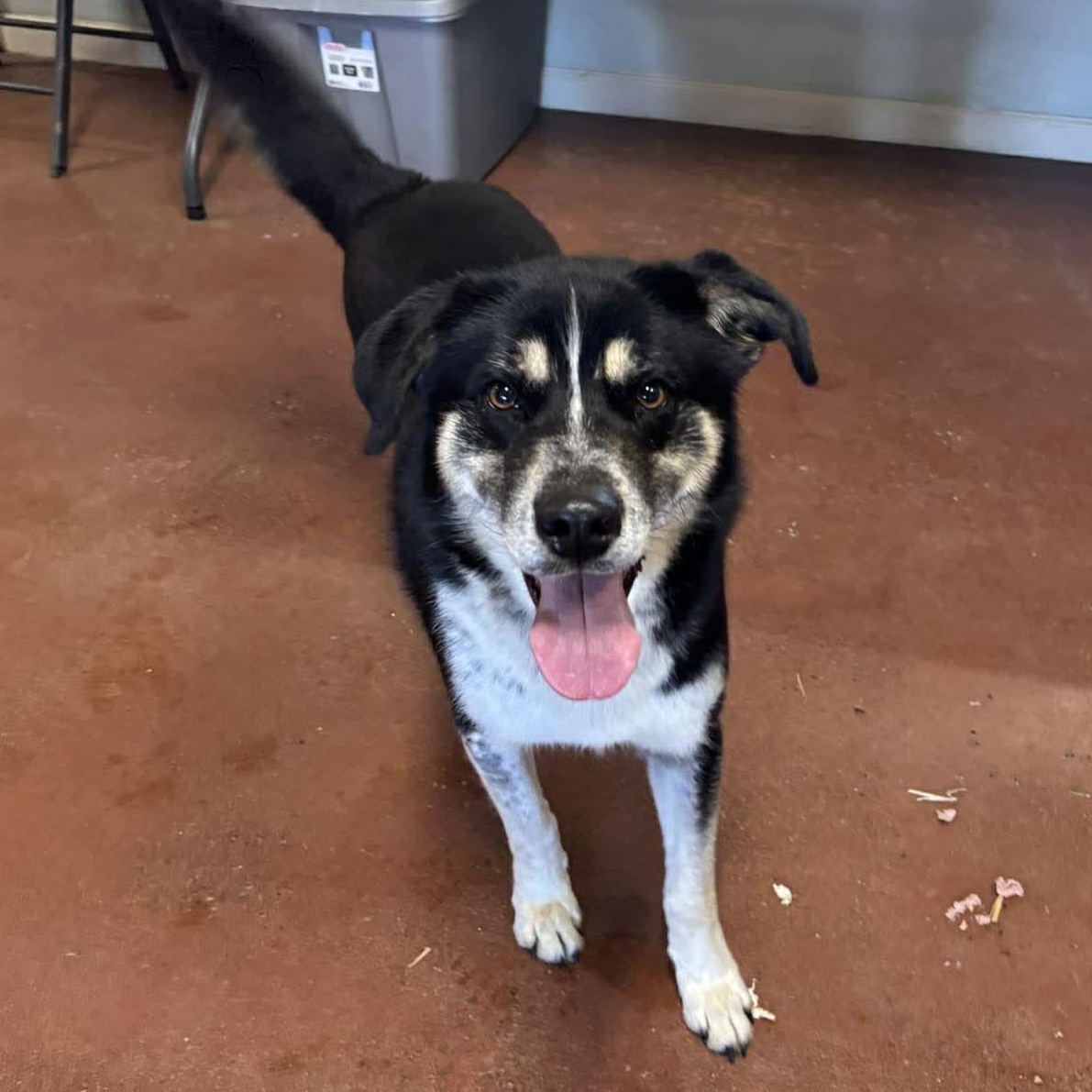 Enlarge Uriah, a ADOPTABLE Mixed Breed in Tioga, PA image 6/6