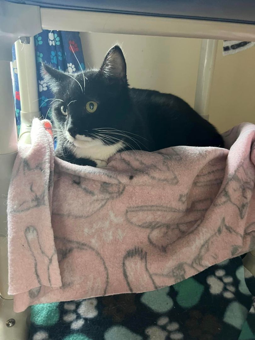 Enlarge Mystic, a Adoptable Domestic Short Hair in Allentown, PA image 1/2