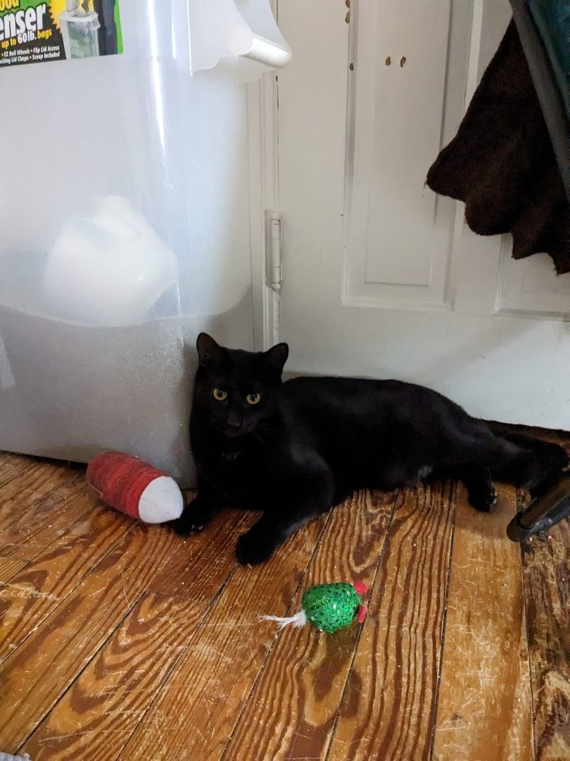 Enlarge Mystic, a Adoptable Domestic Short Hair in Allentown, PA image 2/2