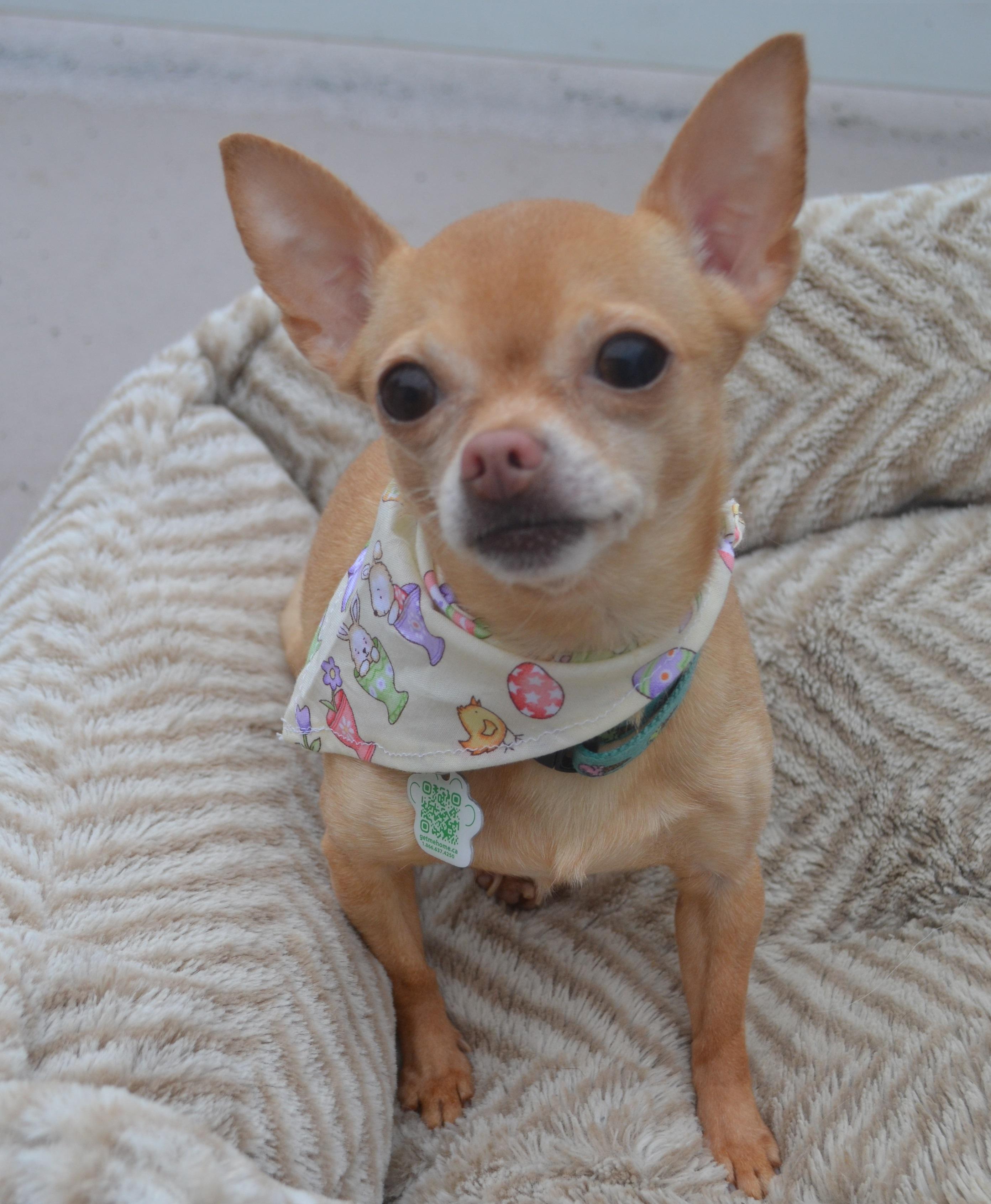 Enlarge Kim, an adopted Chihuahua in Anjou, QC image 2/2