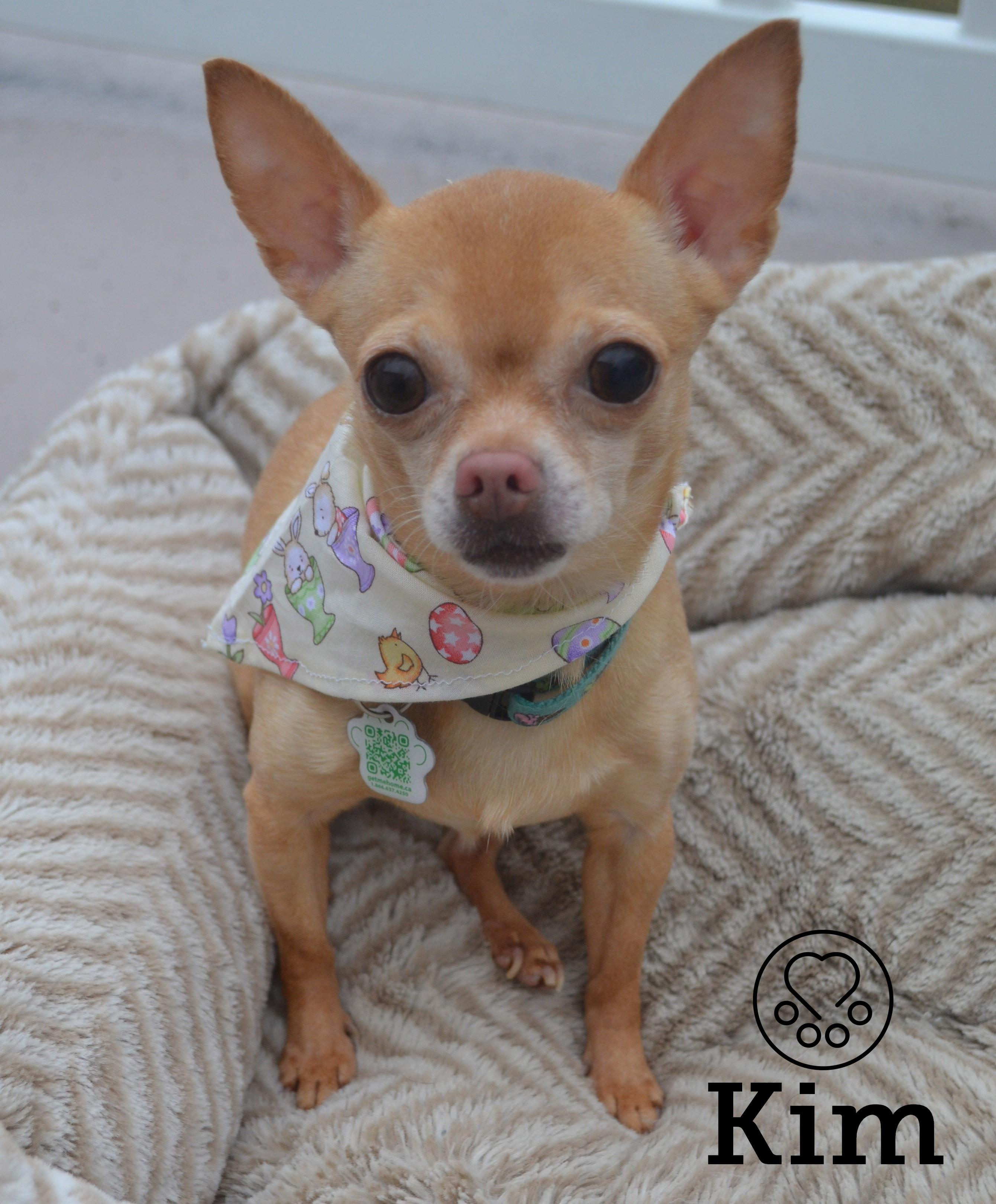 Enlarge Kim, an adopted Chihuahua in Anjou, QC image 1/2