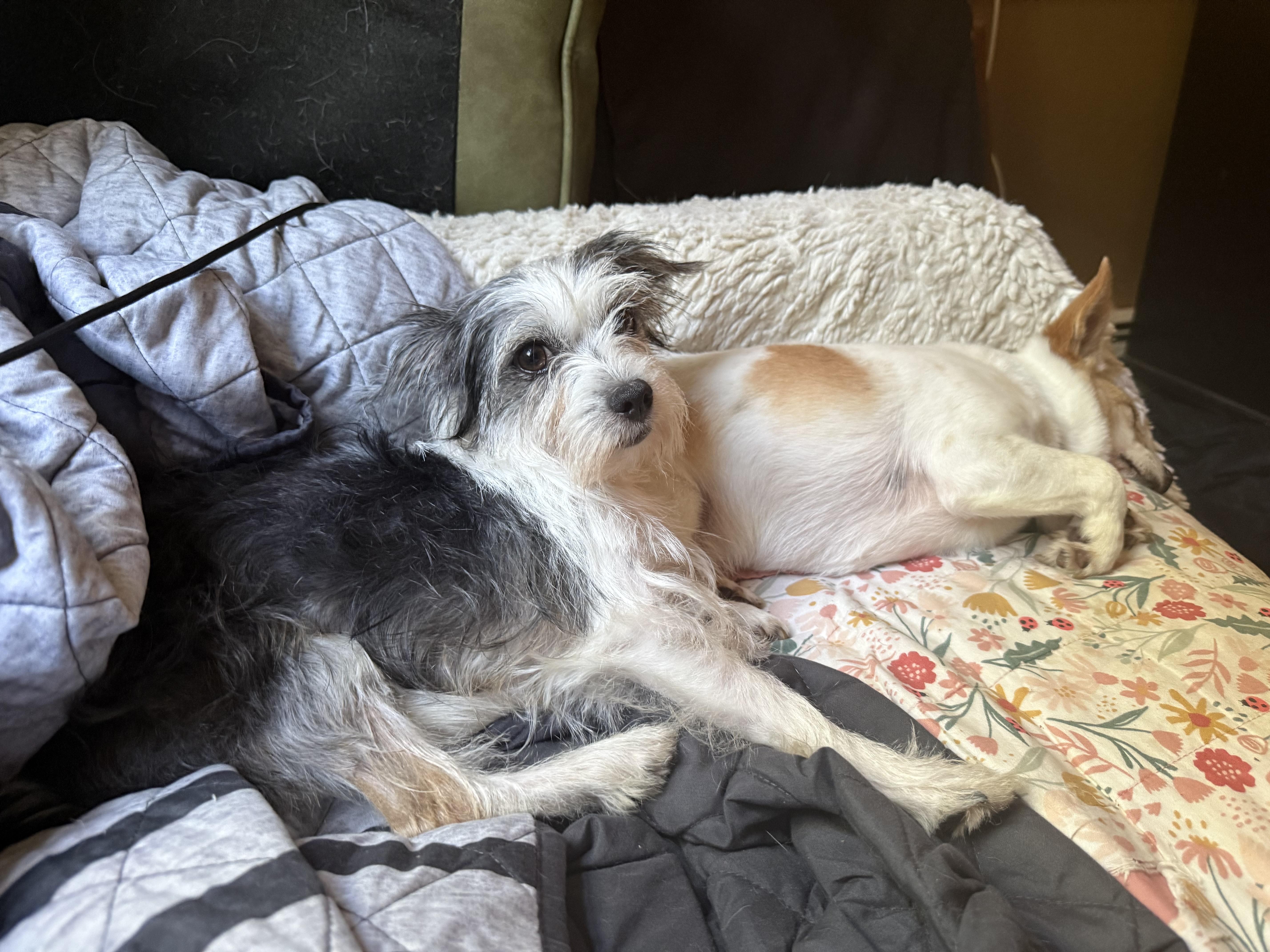 Darla, an adopted mixed breed in Albany, NY image 4/6