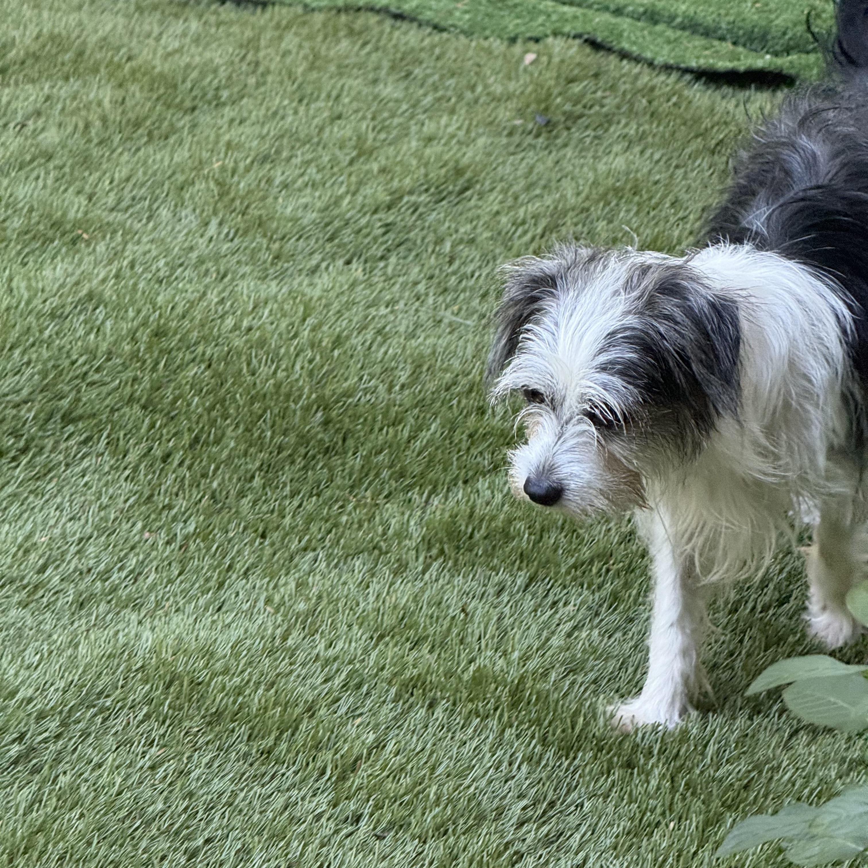 Darla, an adopted mixed breed in Albany, NY image 5/6