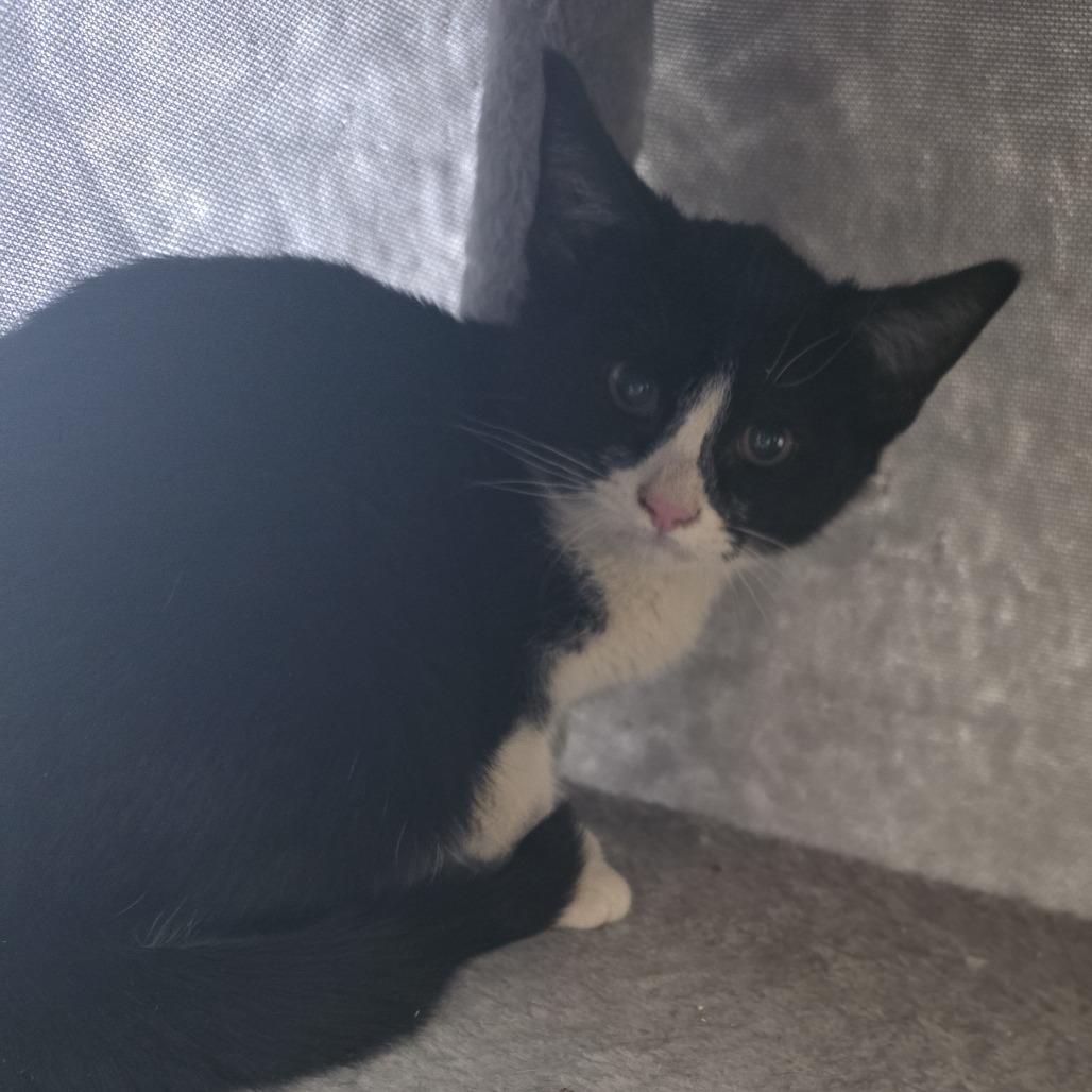 Moth, Adoptable, Young Female Domestic Short Hair.