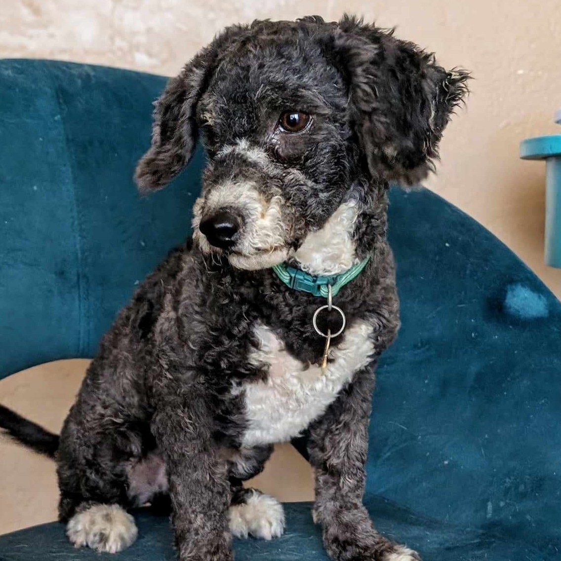 Enlarge Ozzy, a Adopted Miniature Poodle in Parlier, CA image 1/5