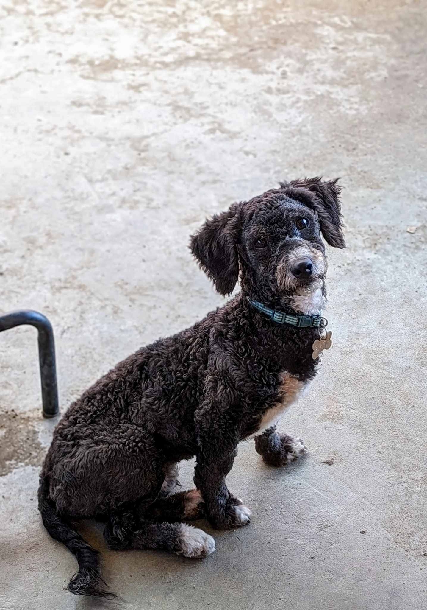 Enlarge Ozzy, a Adopted Miniature Poodle in Parlier, CA image 2/5