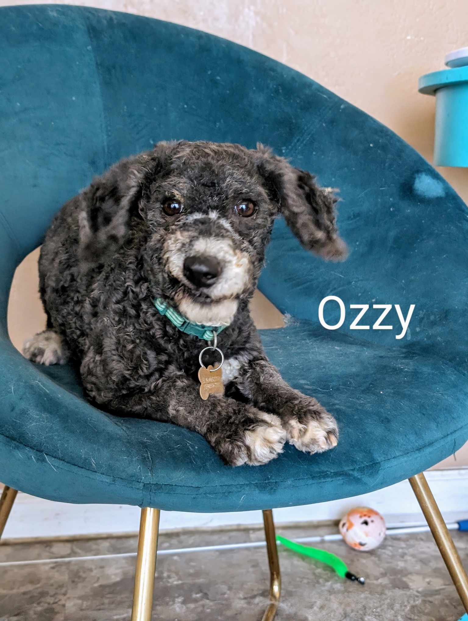 Enlarge Ozzy, a Adopted Miniature Poodle in Parlier, CA image 3/5