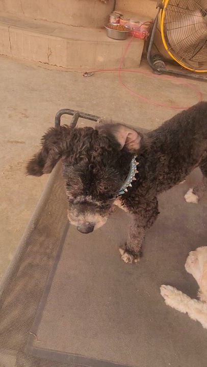 Enlarge Ozzy, a Adopted Miniature Poodle in Parlier, CA video 4/5