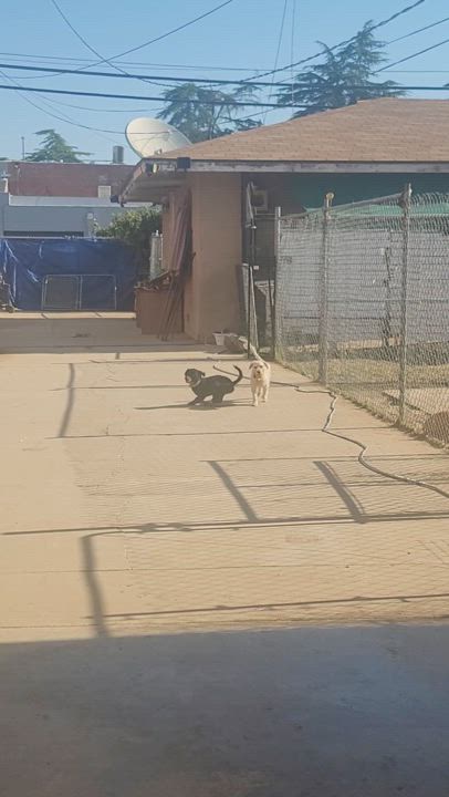 Enlarge Ozzy, a Adopted Miniature Poodle in Parlier, CA video 5/5