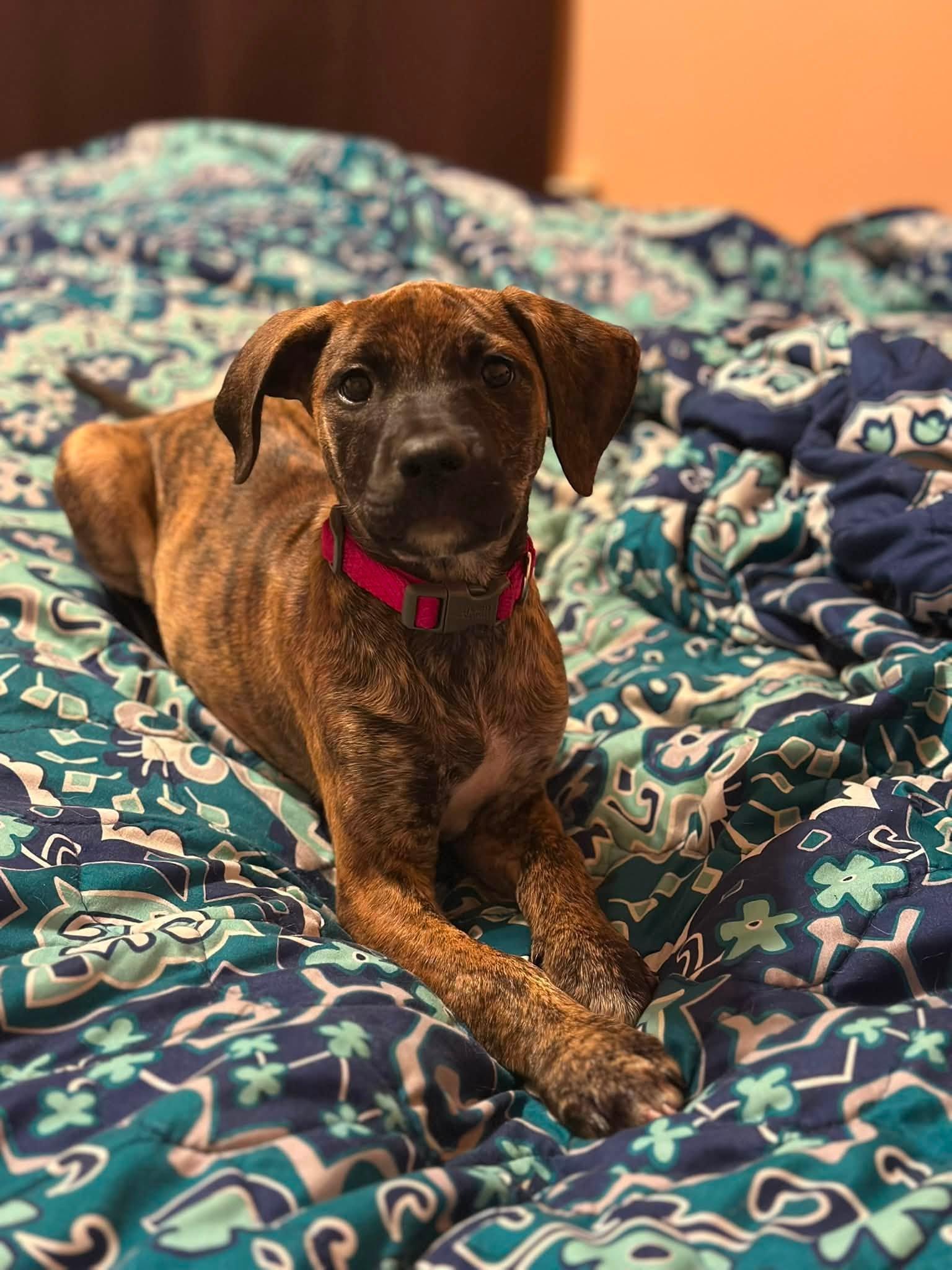 Alias, Adoptable, Young Female Terrier.