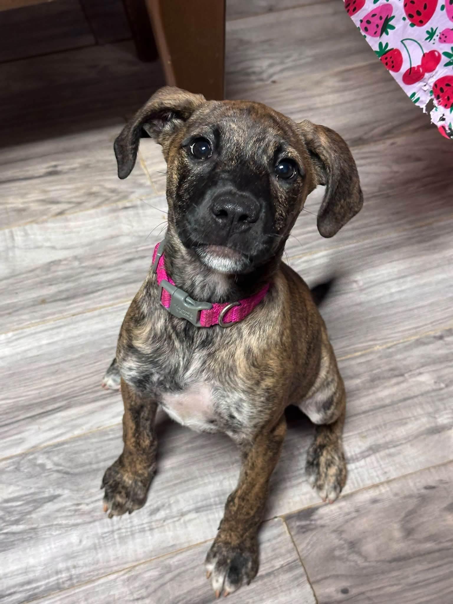 Enlarge Alias, a Adoptable Terrier in Greenville, SC image 2/3