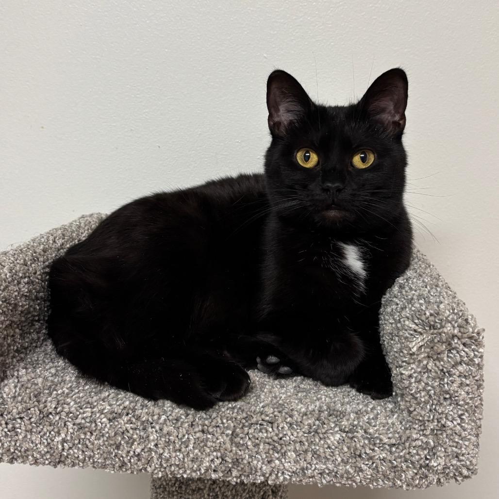 Sushi, a Adoptable Domestic Short Hair in Granville, OH image 1/5