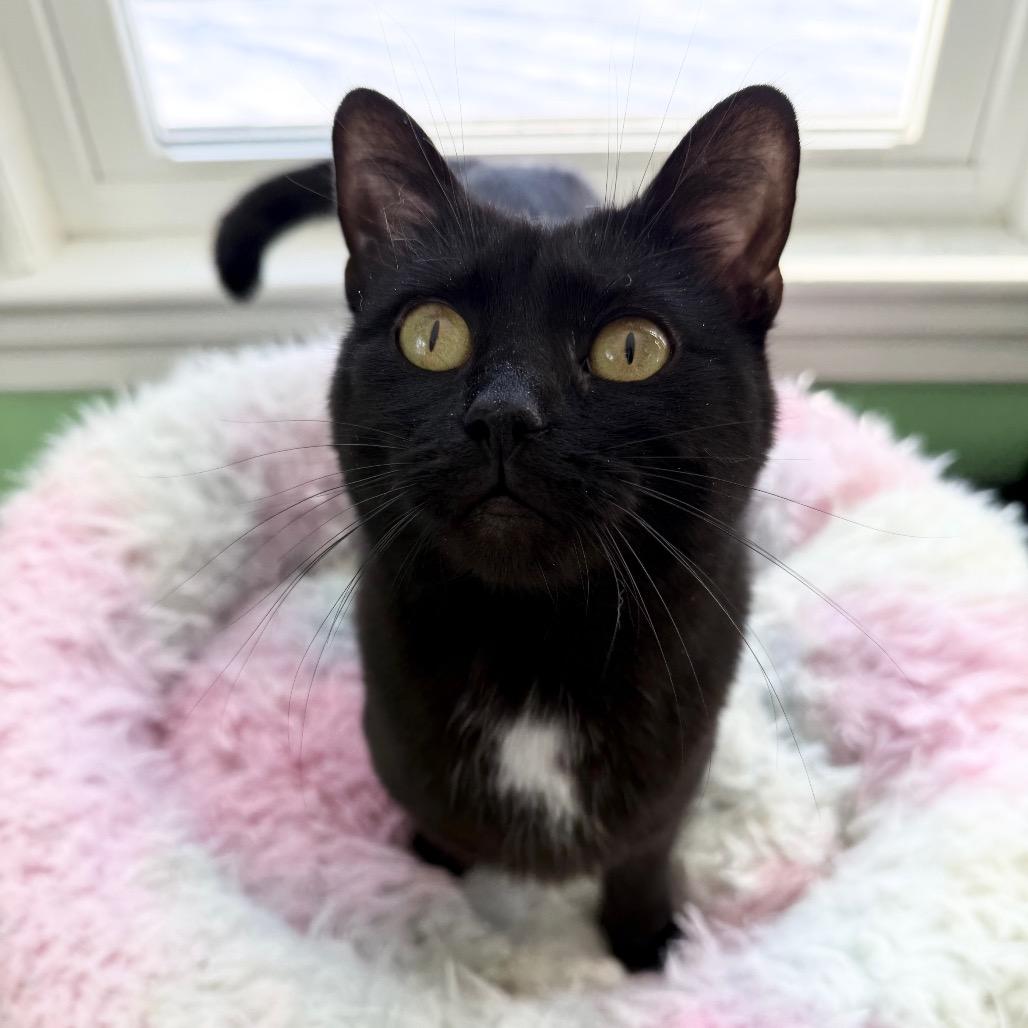 Sushi, a Adoptable Domestic Short Hair in Granville, OH image 3/5